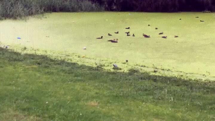 perro,confundir,hierba,agua