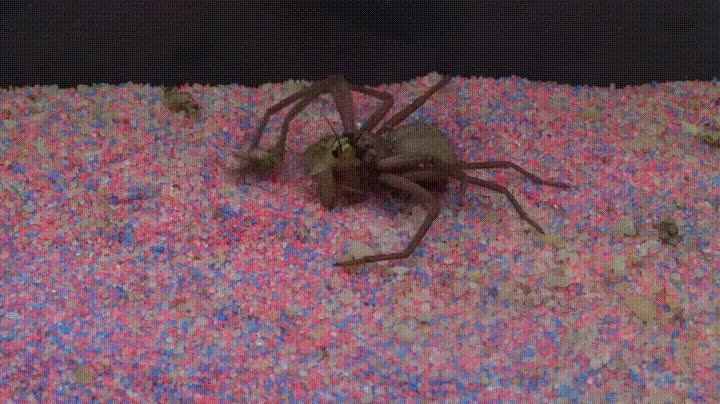 definici&oacute;n,perfecta,sevilla