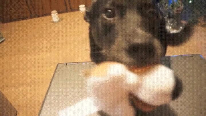 perro,dejar,internet,jugar