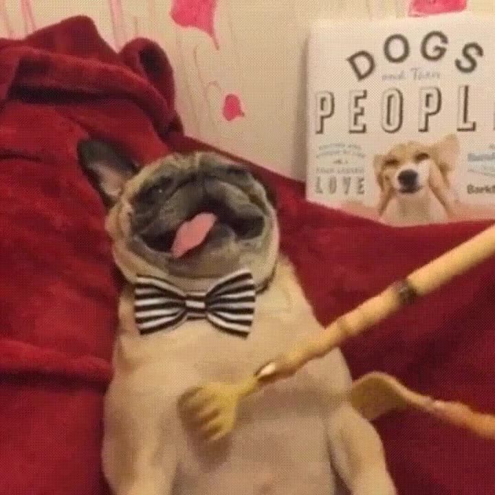 cara,quedar,perro,punto