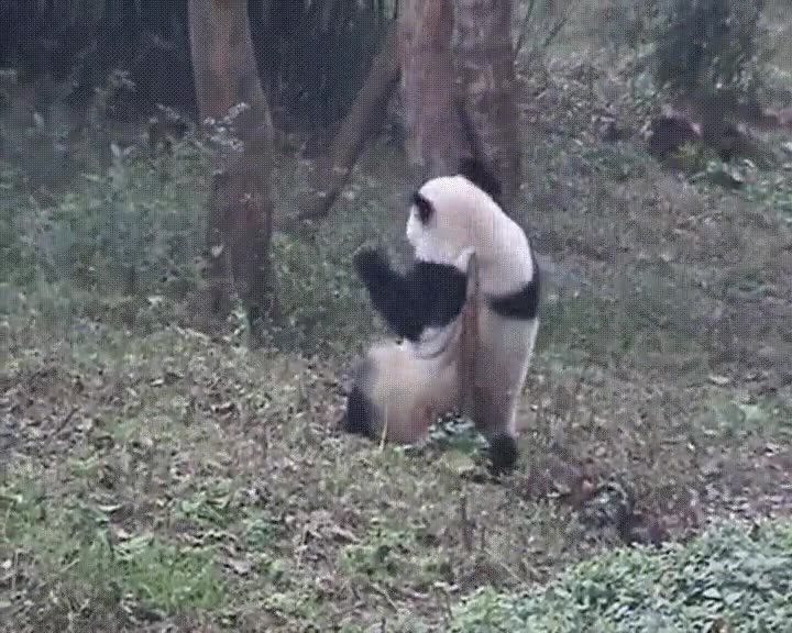 panda,vida,anterior,baile
