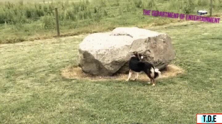 perseguir,roca,perro,pato