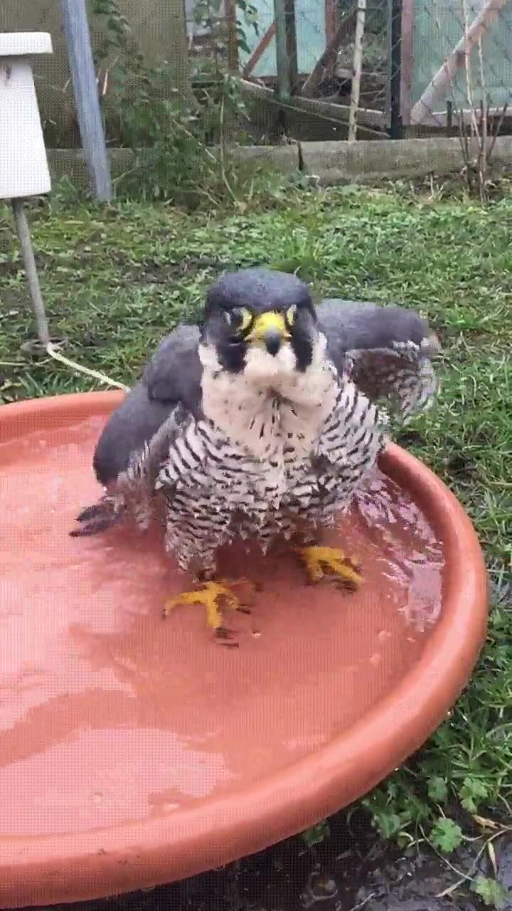 halc&oacute;n peregrino,merecido,descanso