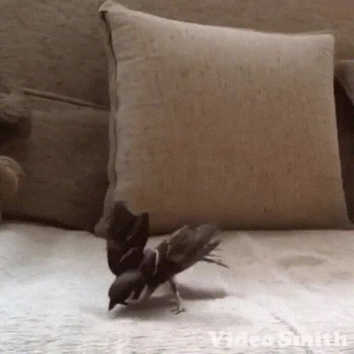 p&aacute;jaro,ejecutar,perfecci&oacute;n,salto,mortal,atr&aacute;s