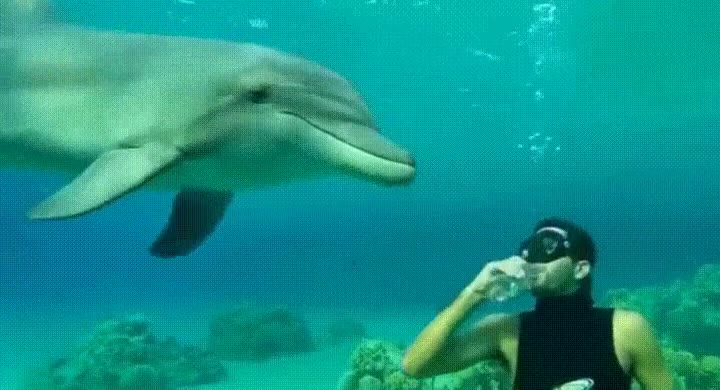 absurdez,ofrecer,vaso,agua,delf&iacute;n