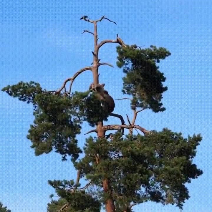 sue&ntilde;o,escapar,a punto,alcanzar