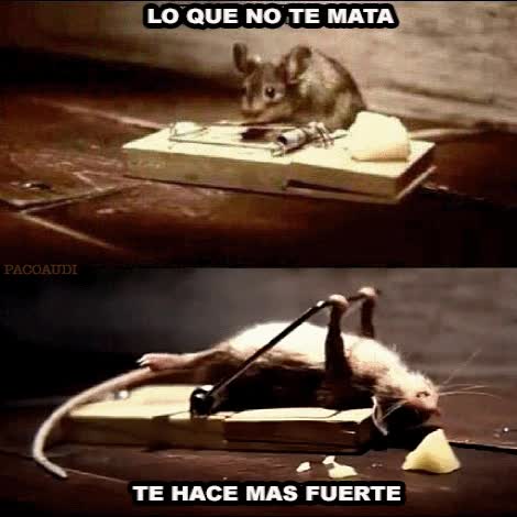 Enlace a Lecciones de la vida por una ratón