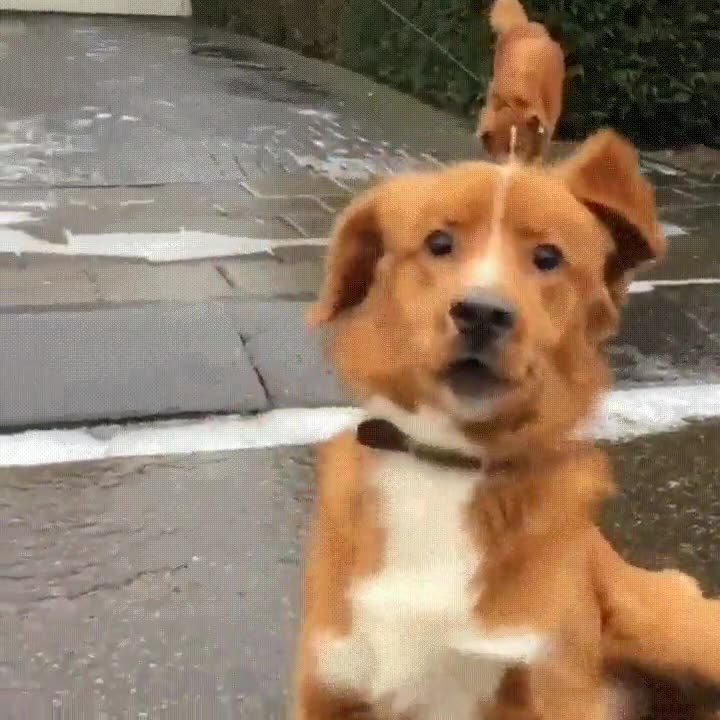 sentir,examen,estudiar,perro