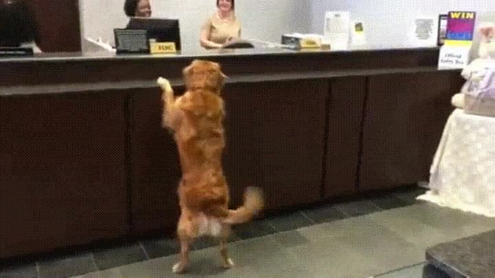 perro,premio,pedir,salto,casa