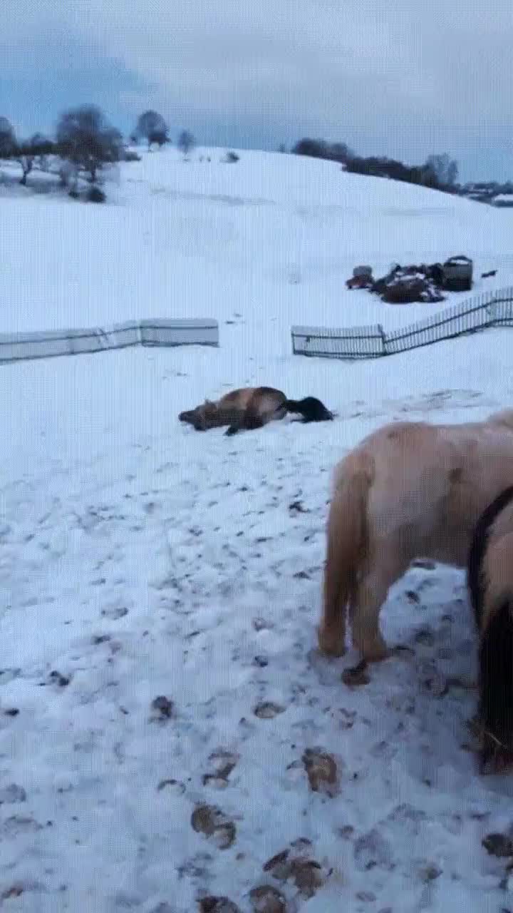 caballo,disfrutar,m&aacute;ximo,d&iacute;a,nieve