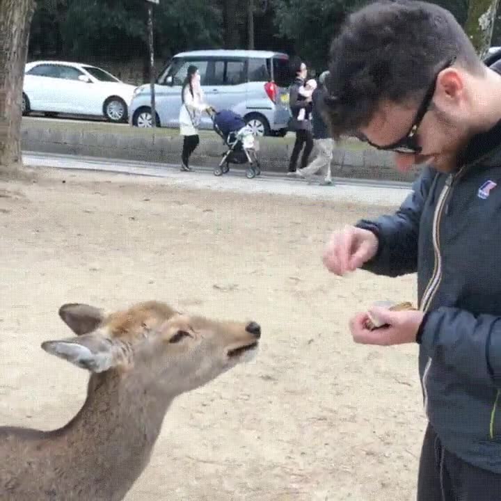 ciervos,japoneses,educados,nara