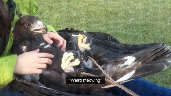 aguila,gato,rascar,otra,vida