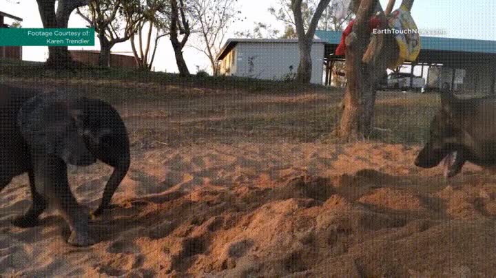 elefante,perro,mejores,amigos,mundo