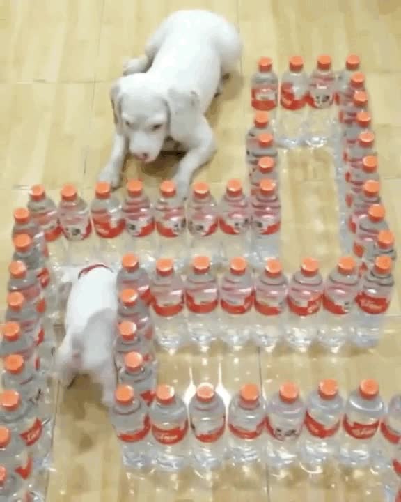 perro,superar,obstáculos,encontrar,madre,laberinto,botellas