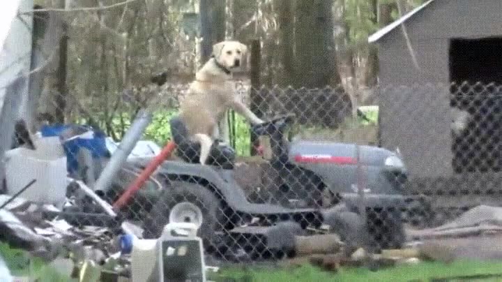 interrumpir,emisi&oacute;n,perro,sentado,humano