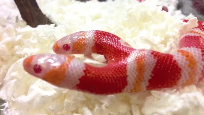 congreso,estados,unidos,serpiente,dos cabezas