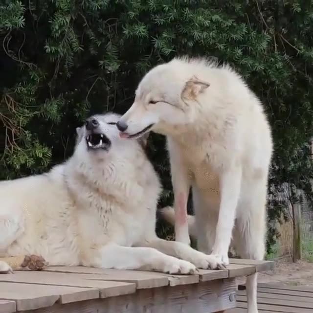 pelear,pareja,pedir,perdon,lobos