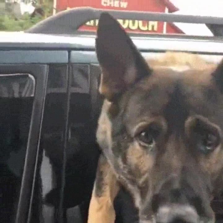 capuchino,perro,coche,ventanilla