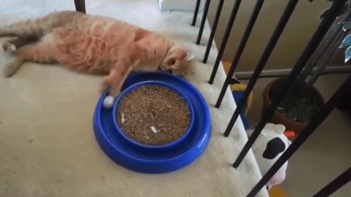 aciago,esperar,gatp,chica,gustar,pelota