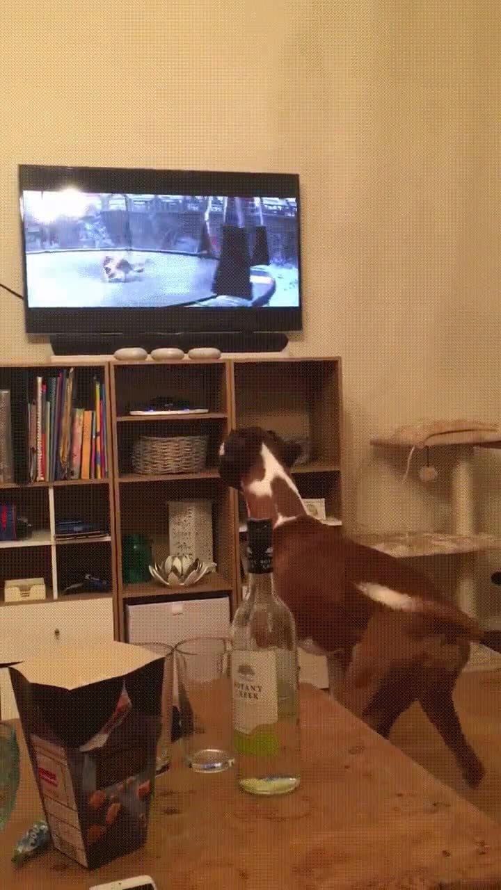 ligera,impresi&oacute;n,perro,querer,trampolin