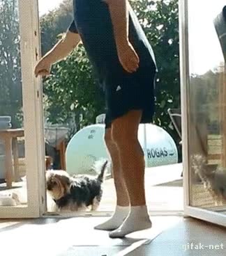 perro,entender,mal,funcionamiento,puertas,cristales