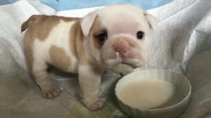 perro,beber,leche,perdona,quieres algo