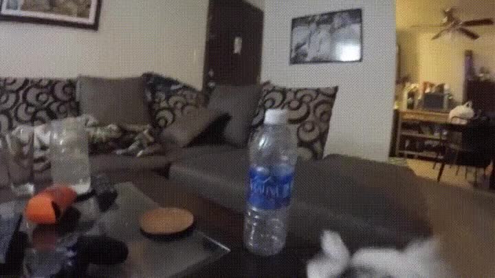 unico,necesitar,perro,botella,agua