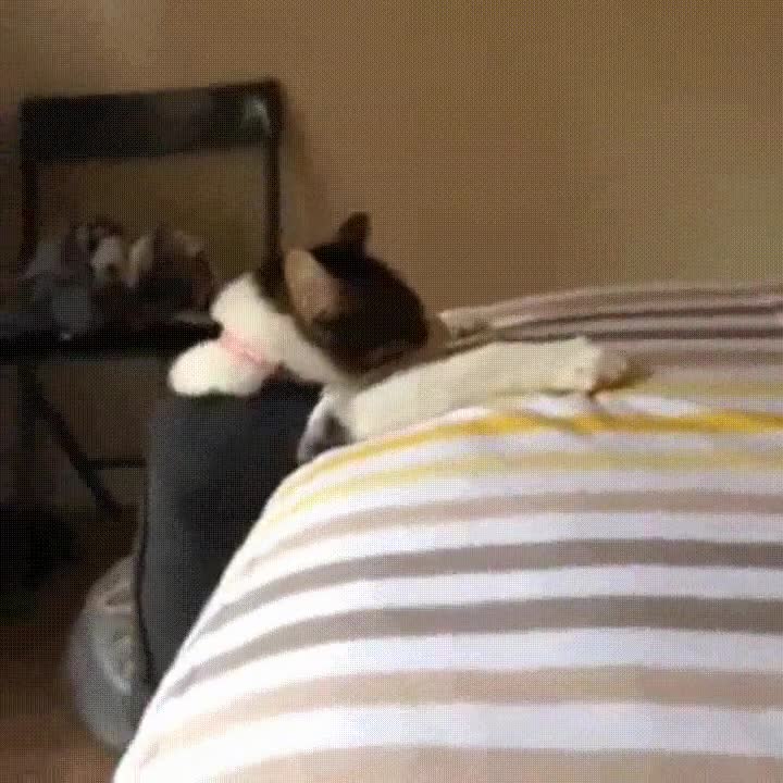 gato,subir,cama,salto