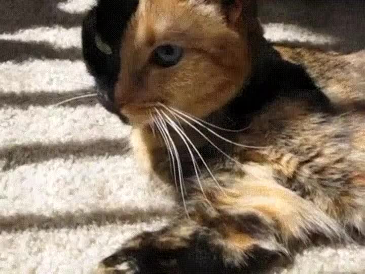 naturaleza,caprichosa,maravillosa,gato