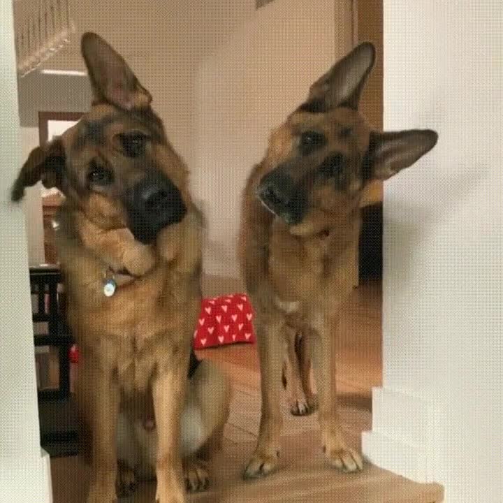 ladear,cabeza,perro,mover