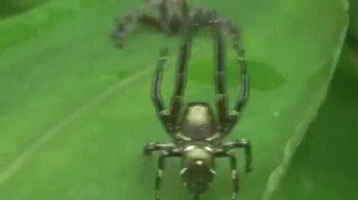 encontrar,amigo,discoteca,saludar,holaa