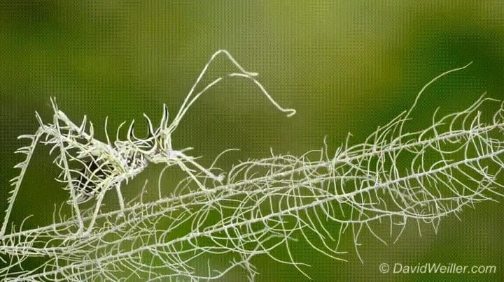Enlace a La naturaleza nunca dejará de asombrarme