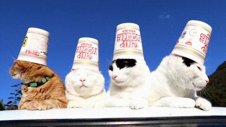amigos,gato,noodles,domingo,resaca