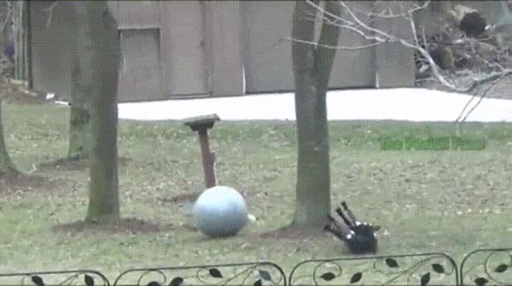 cabra,dejar,funcionar,pelota,chutar