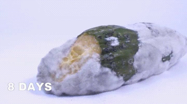 resucitar,pepino,descomposici&oacute;n,bolas de drag&oacute;n