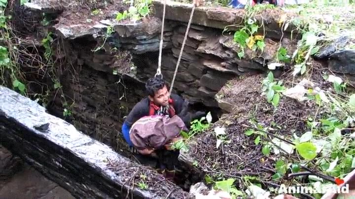 cachorro,rescate,cuerdas,manta,pozo,fe,humanidad