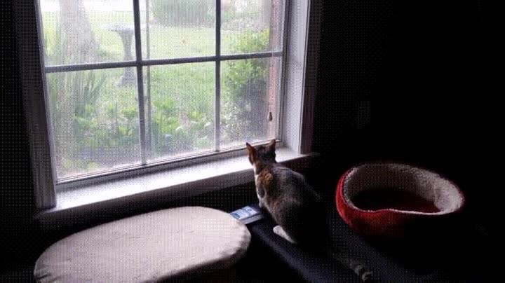 empezar,cap&iacute;tulo,serie,favorita,captura