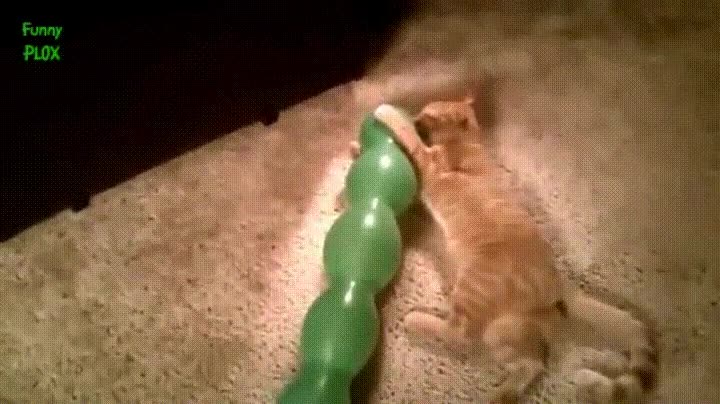 mejor,compa&ntilde;ero,juegos,gato,morder,demasiado