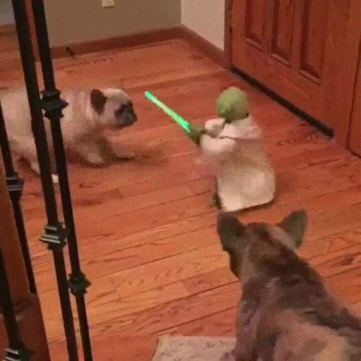 batalla,epica,yoda,perros,star wars