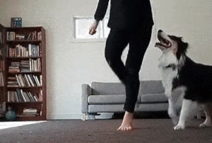 Enlace a ¿Quién dice que los perros no pueden bailar?