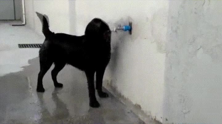 perro,inteligente,buscar,vida,tener,sed