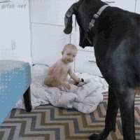 hora,dormir,buenas noches,perro,cama