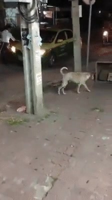 perro,cada,vez,espabilados