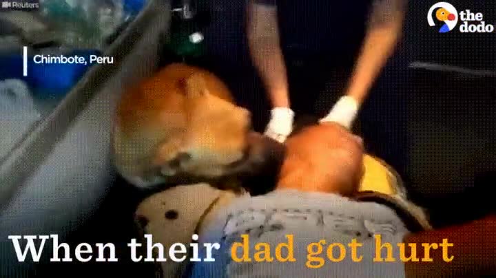 perros,quedar,al lado,due&ntilde;o,herido