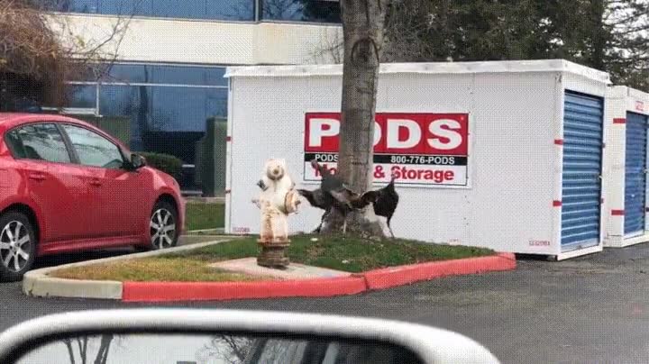 pavos,descobrir,bug,matrix,vueltas,arbol