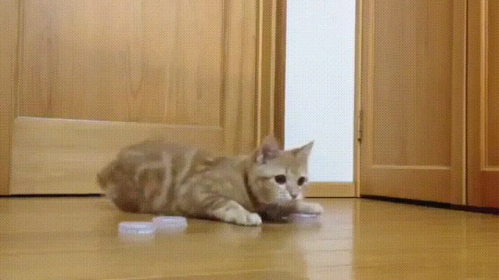 gato,mejores,reflejos,porteros,liga