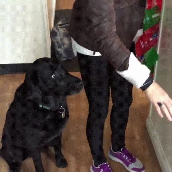 perro,aprender,pedir,comida,forma,sutil