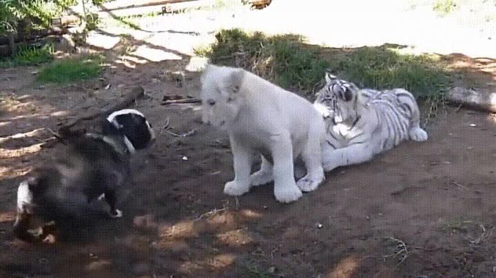 le&oacute;n,tigre,bulldog,mejores,amigos