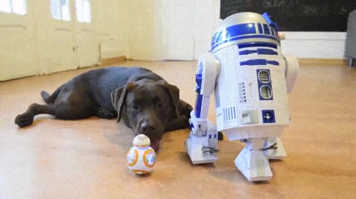 robot,necesitar,r2d2,star wars,perro