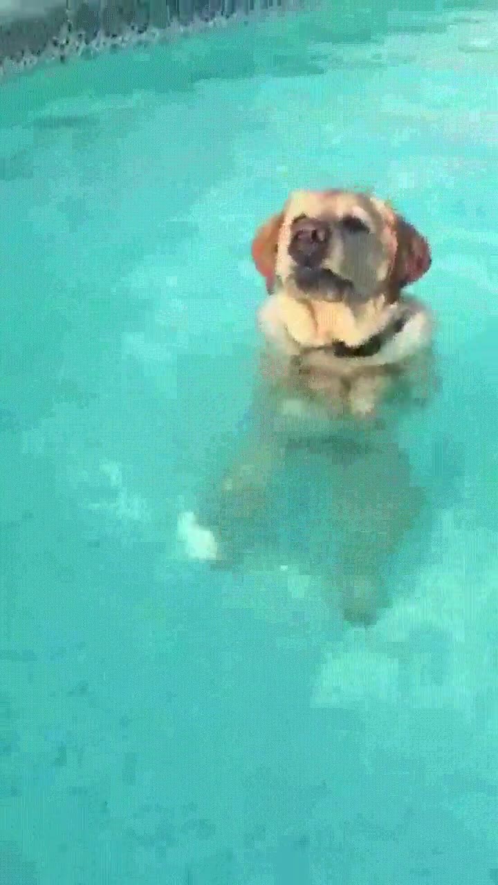 cara,quedar,perro,tocar,suelo,pies,piscina